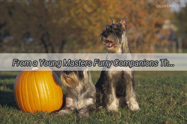 From a Young Masters Furry Companions The Heartwarming Journey of Uncle Masters Little Doggy